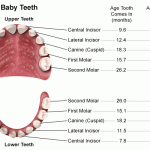 teeth
